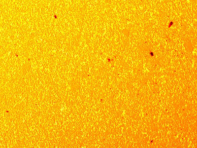 (b) AgW55 (200x)