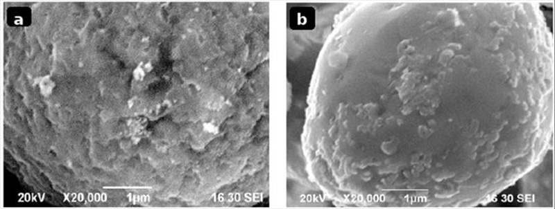 Imágenes SEM de las superficies del polvo de AgZnO después de la oxidación Imágenes SEM de las superficies del polvo de AgZnO después de la oxidación